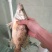 鳜鱼食用活鱼20~30cm