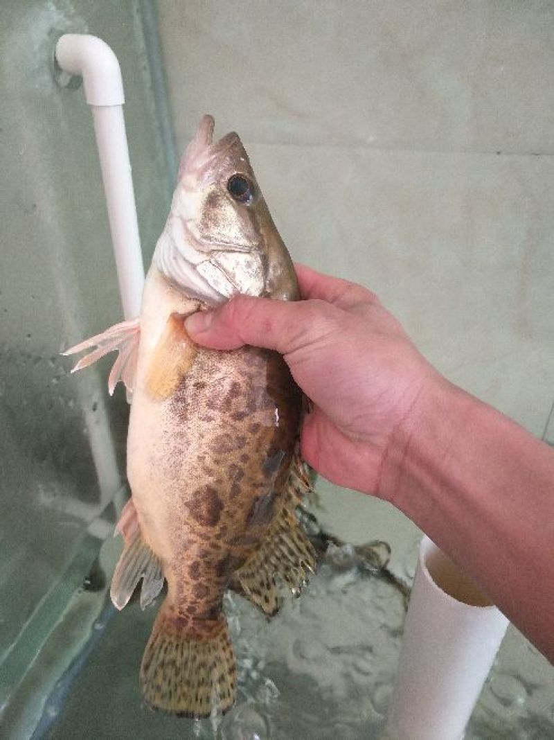 鳜鱼食用活鱼20~30cm