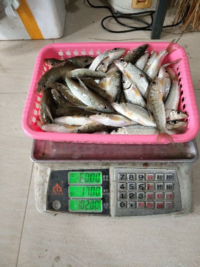 鳜鱼食用活鱼20~30cm