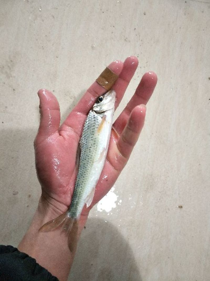 鳜鱼食用活鱼20~30cm