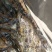 鳜鱼食用活鱼20~30cm