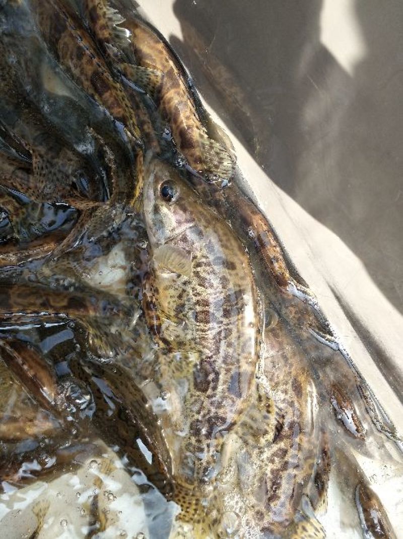 鳜鱼食用活鱼20~30cm