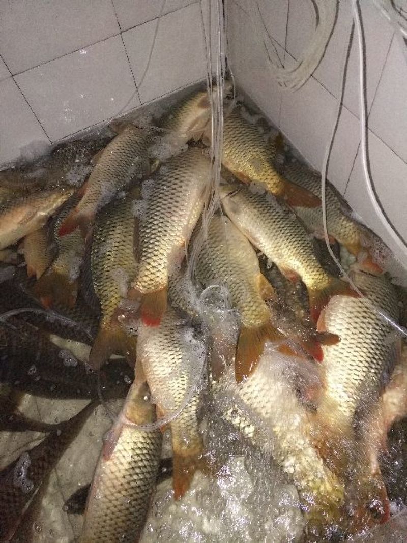 鳜鱼食用活鱼20~30cm