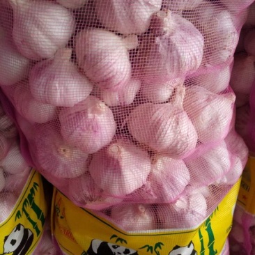 金乡红皮干蒜专业储存代收代销