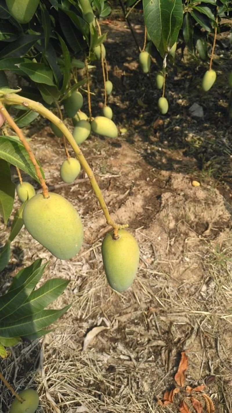 海南精品台芒！口感香甜！果香味十足，专业经营芒果6年！