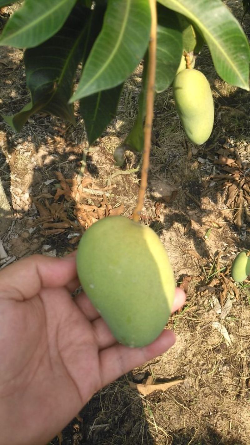 海南精品台芒！口感香甜！果香味十足，专业经营芒果6年！