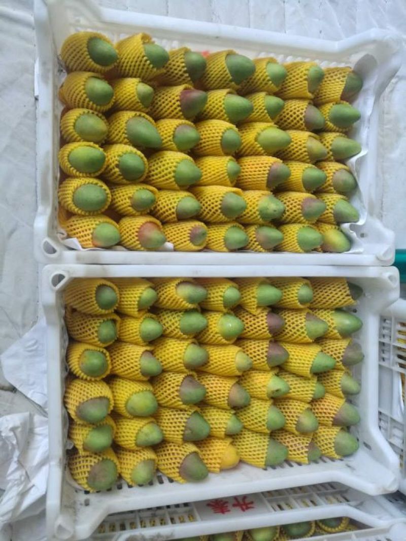 海南精品台芒！口感香甜！果香味十足，专业经营芒果6年！