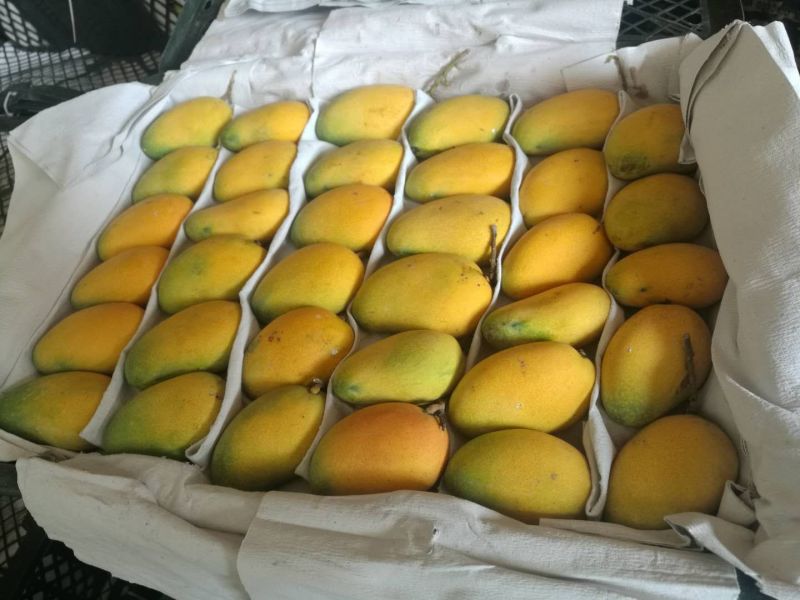 海南精品台芒！口感香甜！果香味十足，专业经营芒果6年！