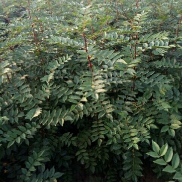 花椒苗1~2年