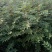 花椒苗1~2年