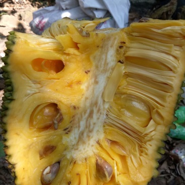 26到30斤海南顺丰快递包邮菠萝蜜