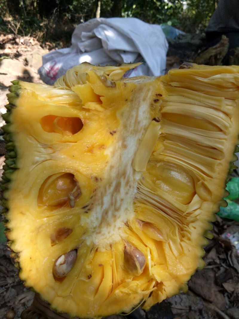 26到30斤海南顺丰快递包邮菠萝蜜