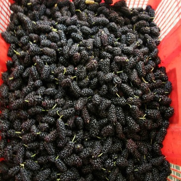 桑葚3~4cm