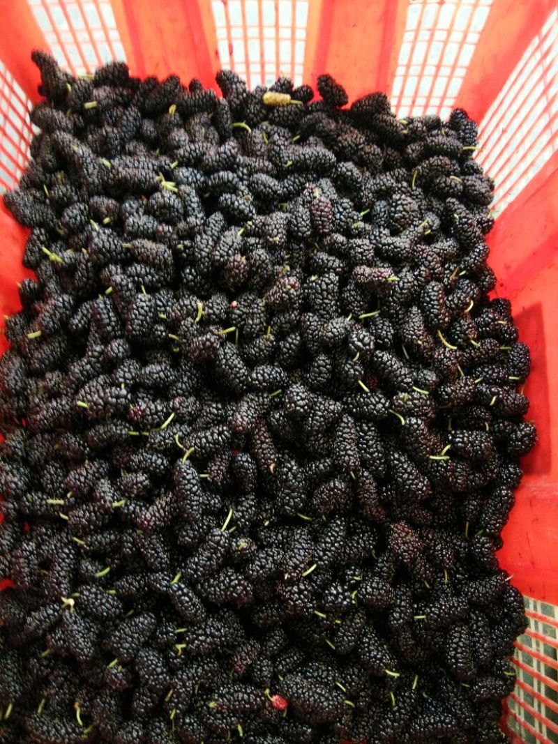 桑葚3~4cm