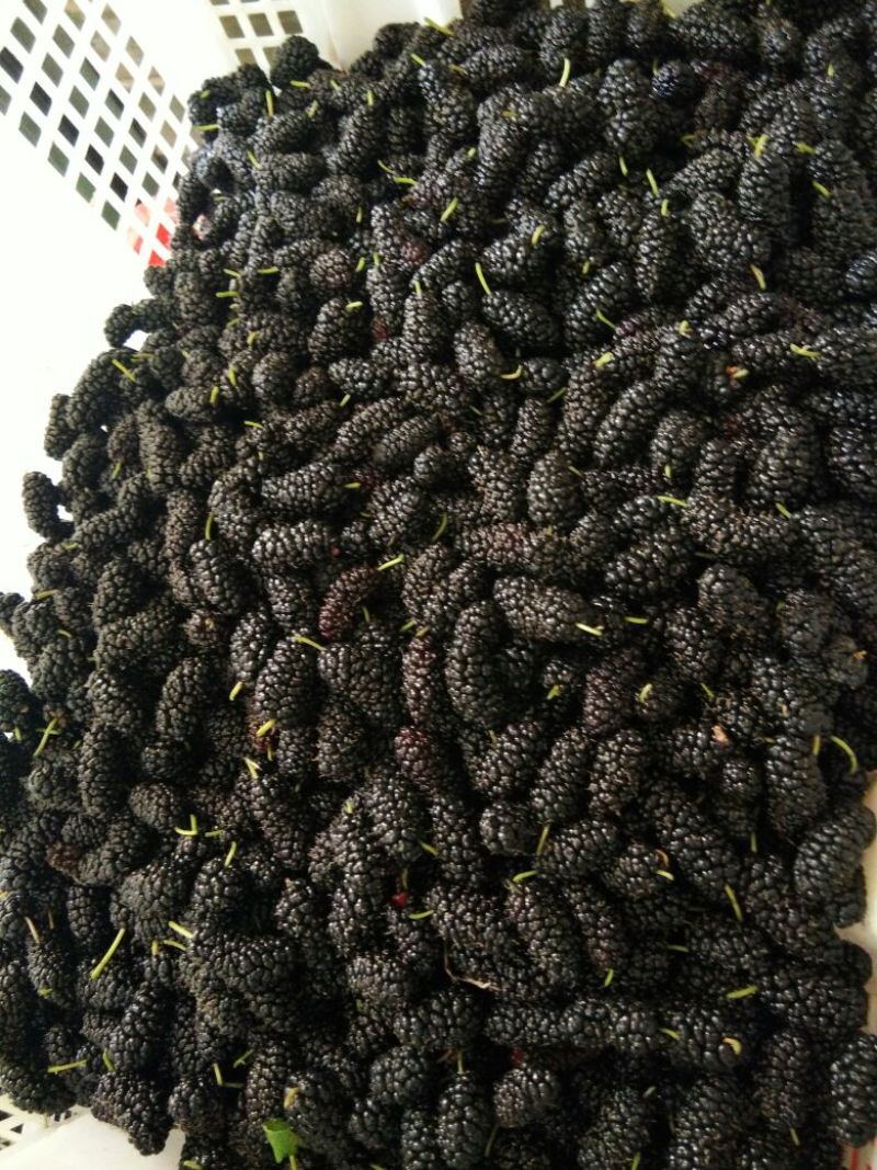 桑葚3~4cm