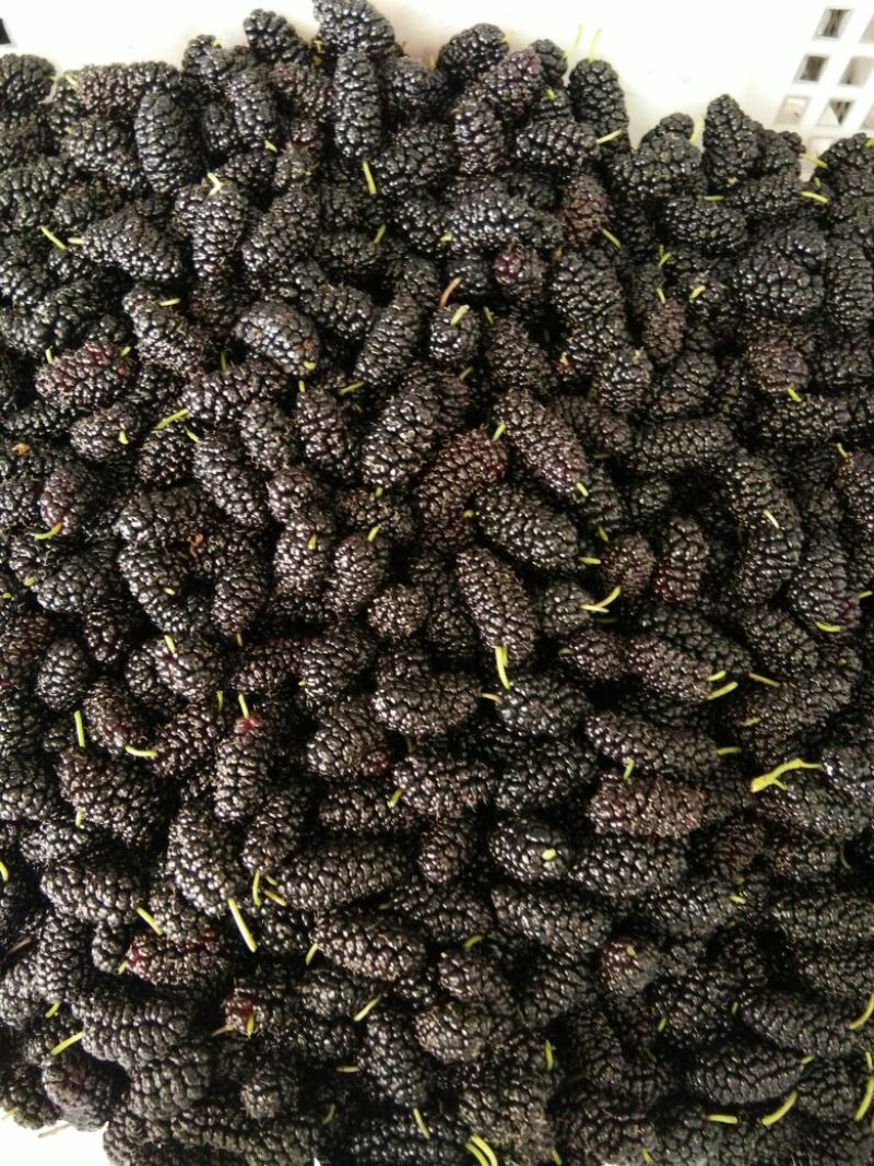 桑葚3~4cm