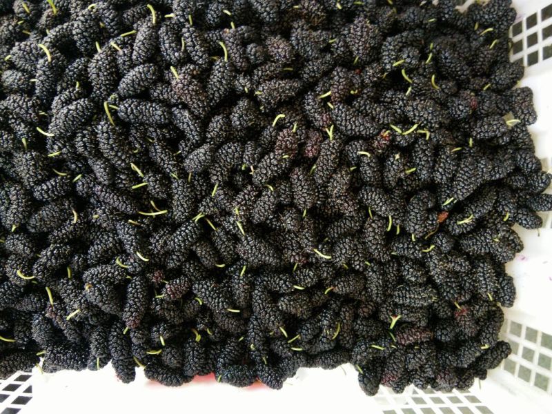 桑葚3~4cm