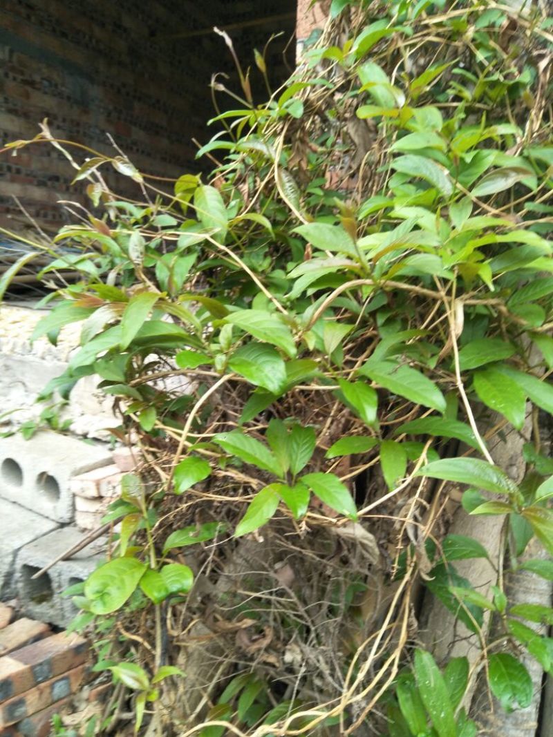 鸡屎藤全草
