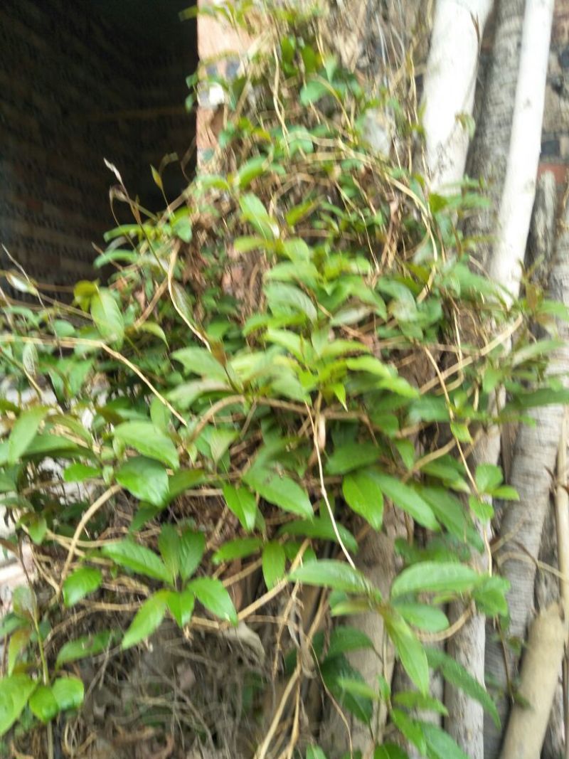 鸡屎藤全草