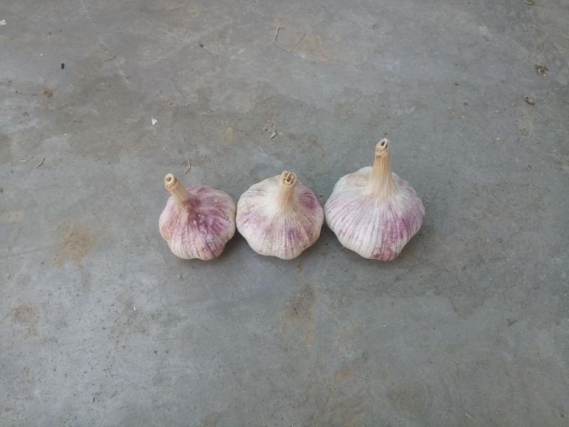 红皮干蒜天天有货、冷库出租