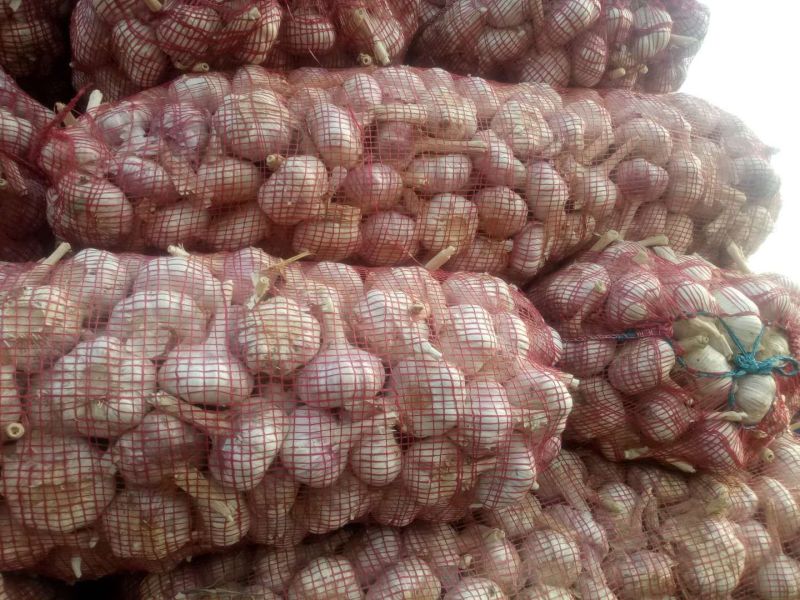 红皮干蒜天天有货、冷库出租