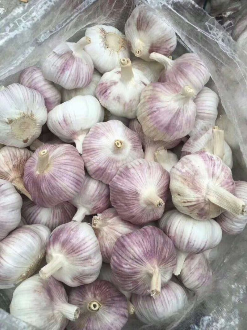 金乡红皮干蒜、冷库出租