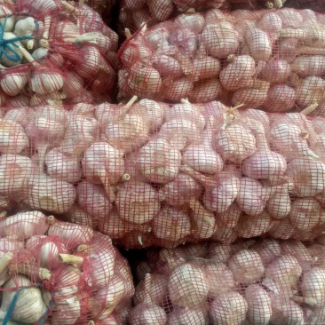 金乡红皮干蒜、冷库出租
