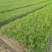 一年生侧柏20~40公分精品营养袋侧柏苗农户直销基地