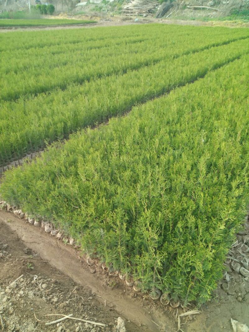 一年生侧柏20~40公分精品营养袋侧柏苗农户直销基地