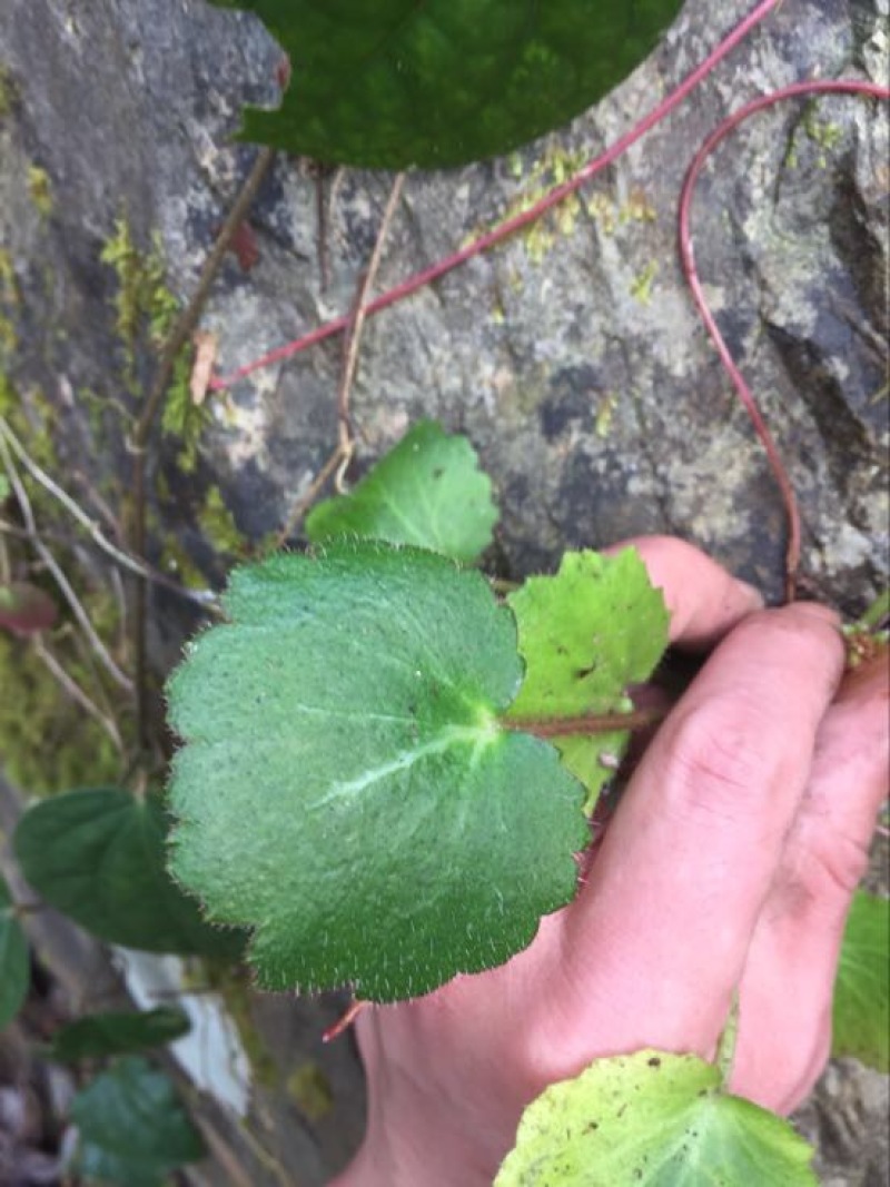 伞梗虎耳草全草