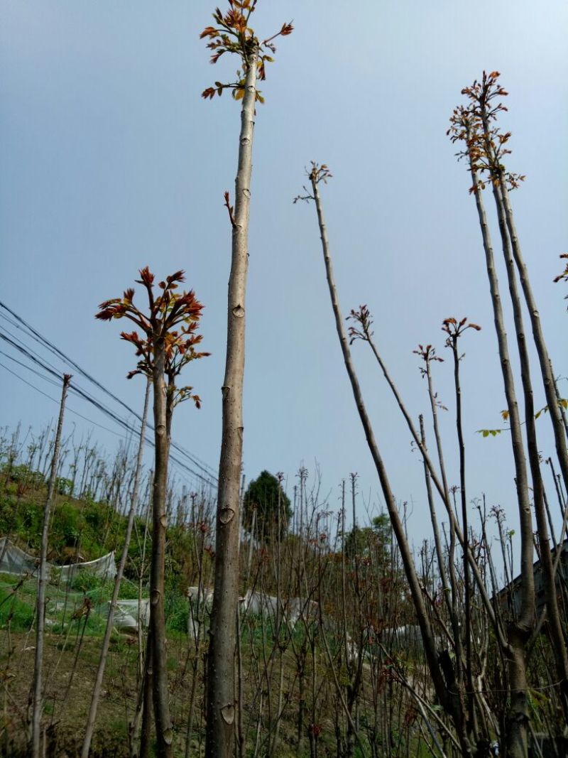 香椿芽20cm以下