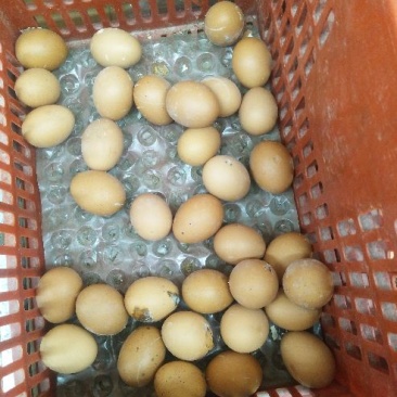 土鸡蛋50g以下食用