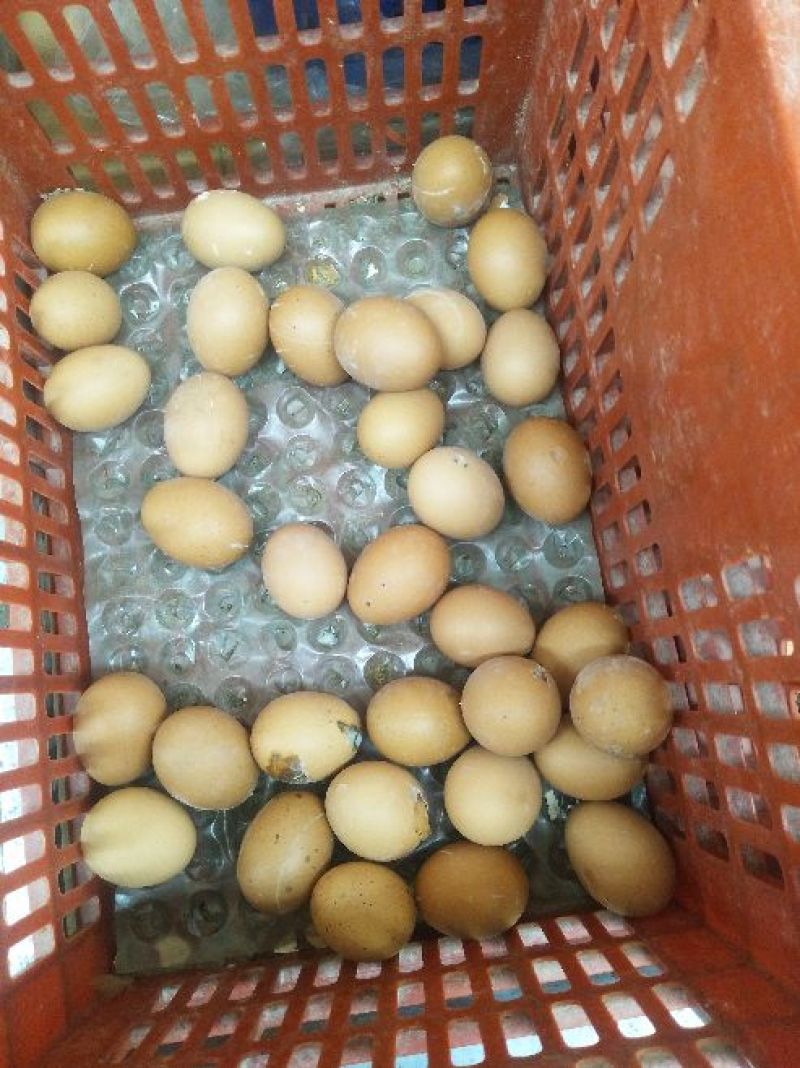 土鸡蛋50g以下食用