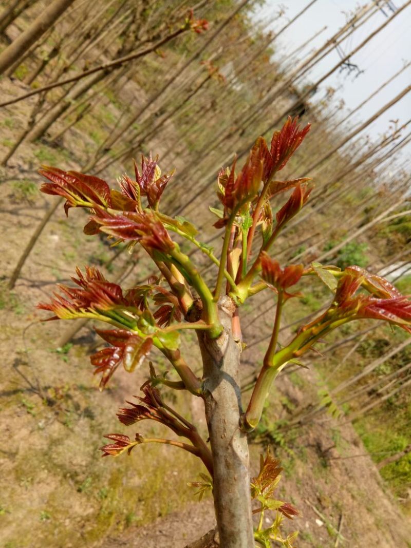 香椿芽20cm以下