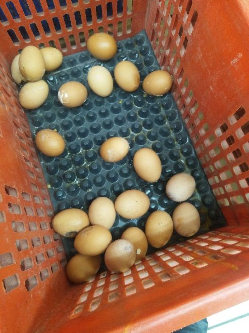 土鸡蛋50g以下食用