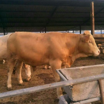 鲁西黄牛200~300kg