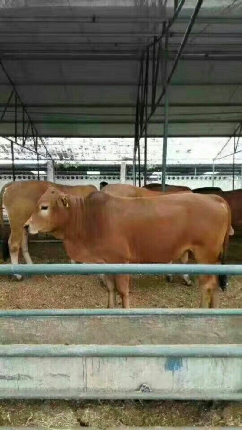 鲁西黄牛200~300kg