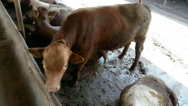 鲁西黄牛200~300kg