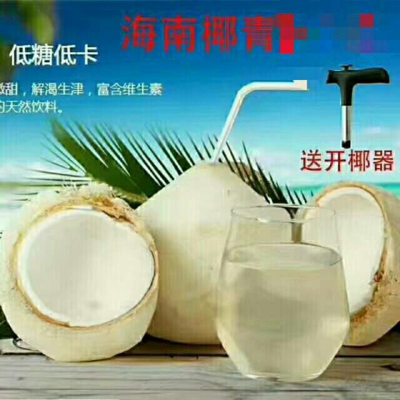 椰青海南椰青。一箱9个装51，50箱起