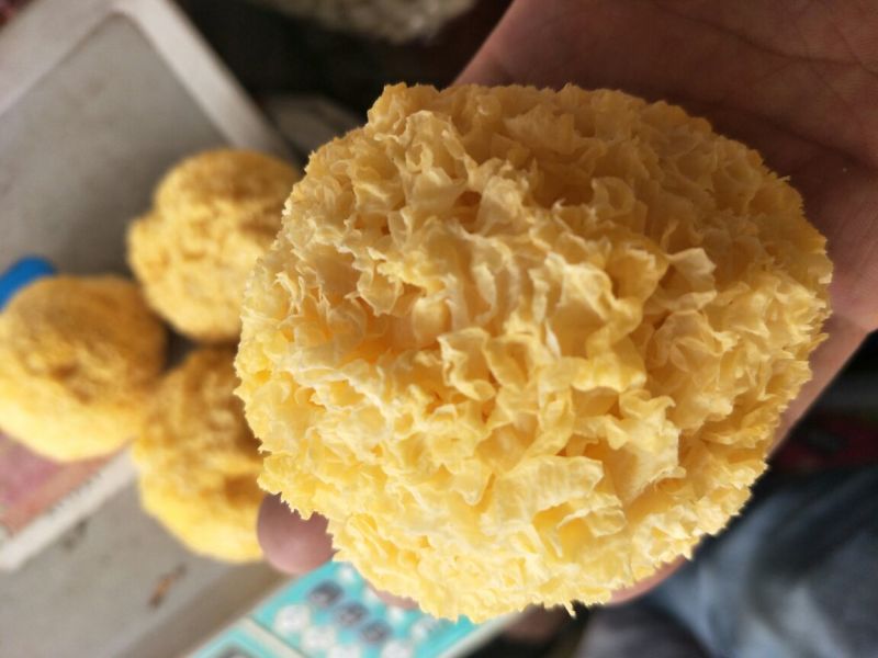 丑耳银耳特级糯古田丑耳新鲜干货散装包邮