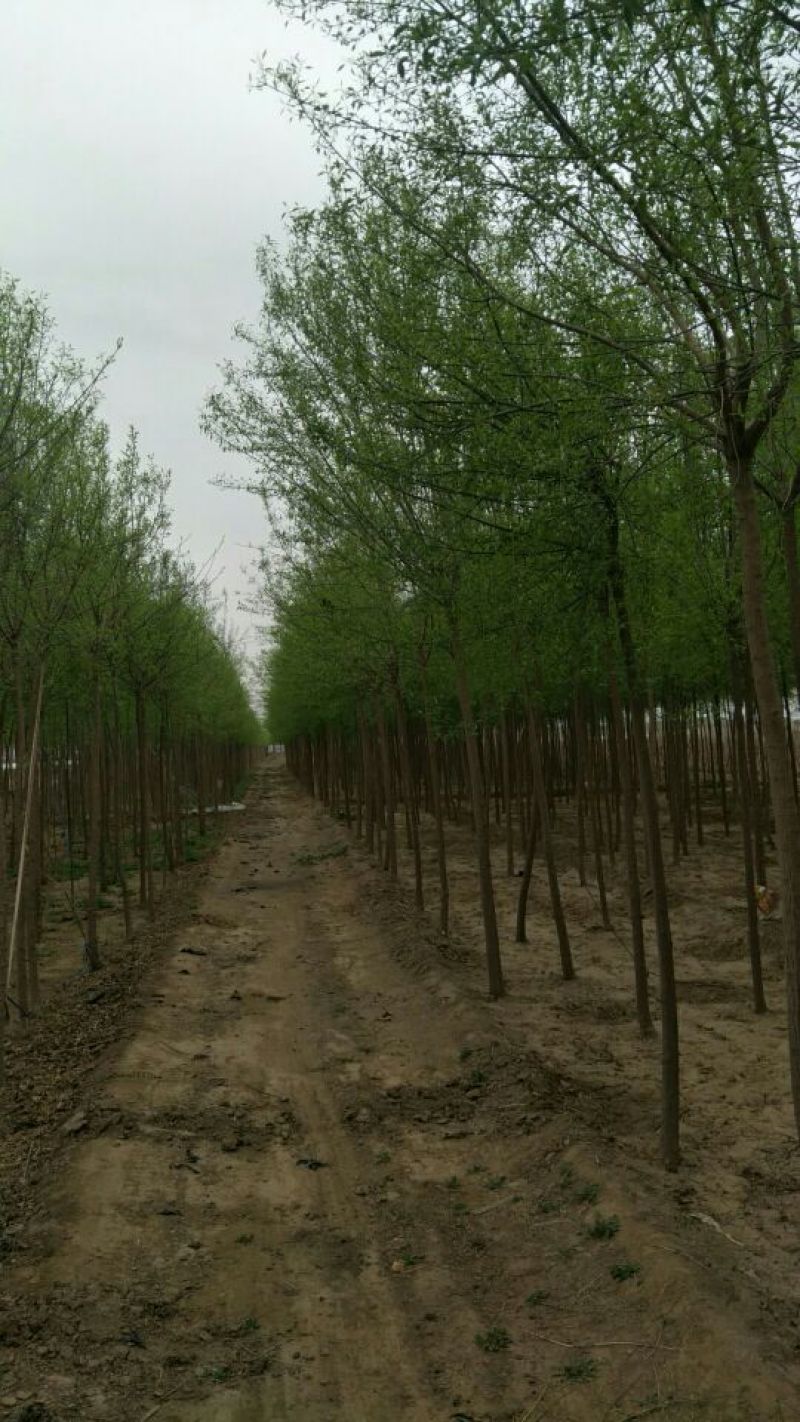 丝绵木10cm以下