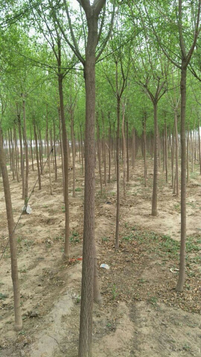 丝绵木10cm以下