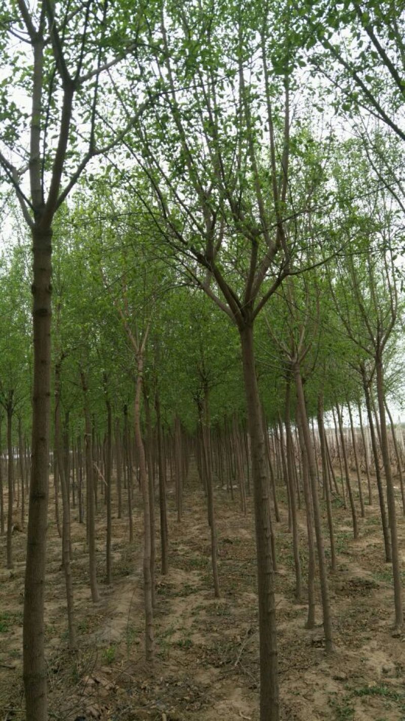 丝绵木10cm以下