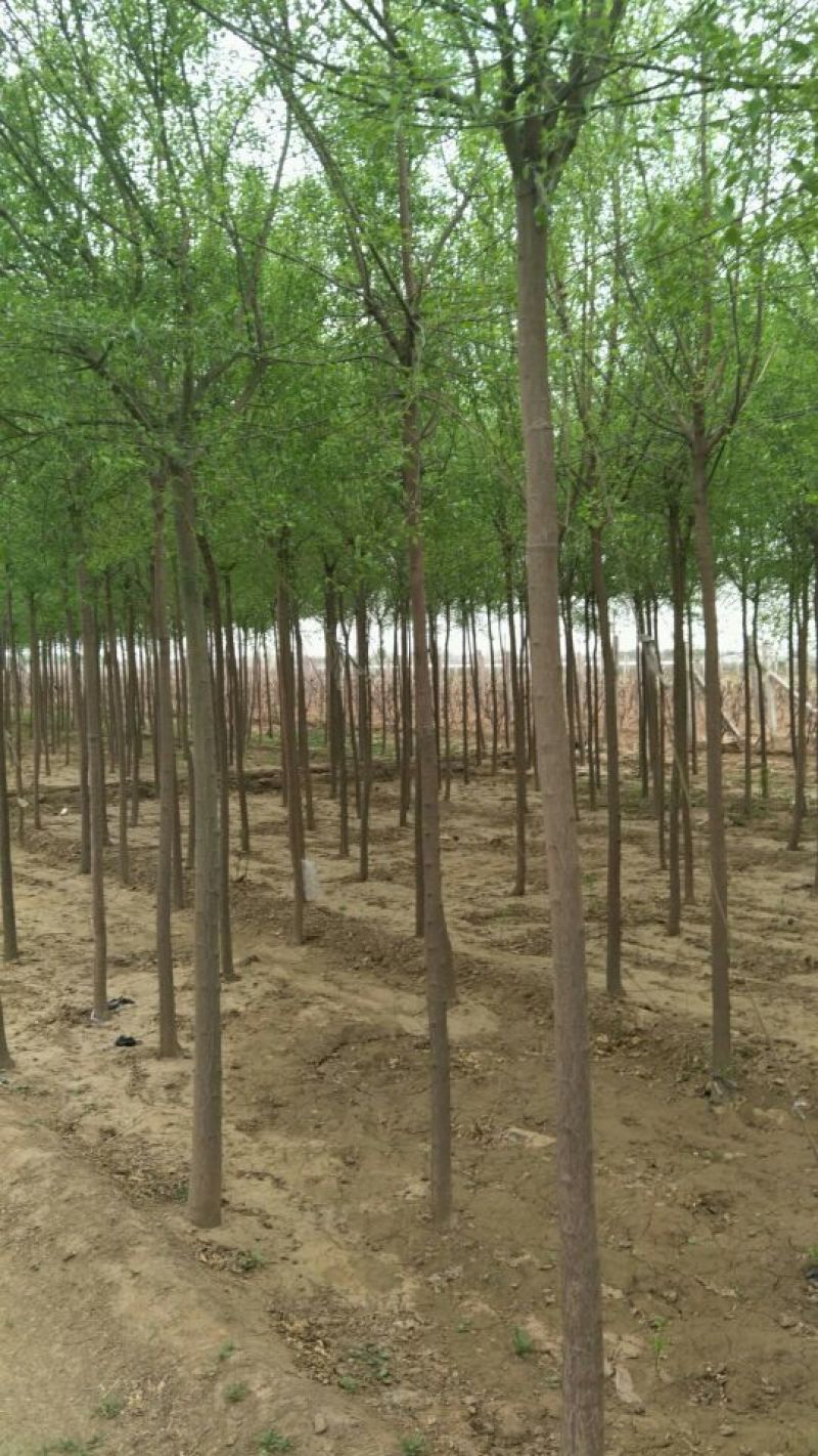 丝绵木10cm以下