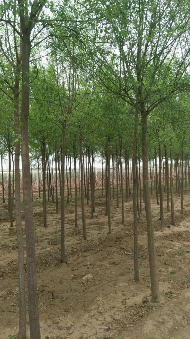 丝绵木10cm以下
