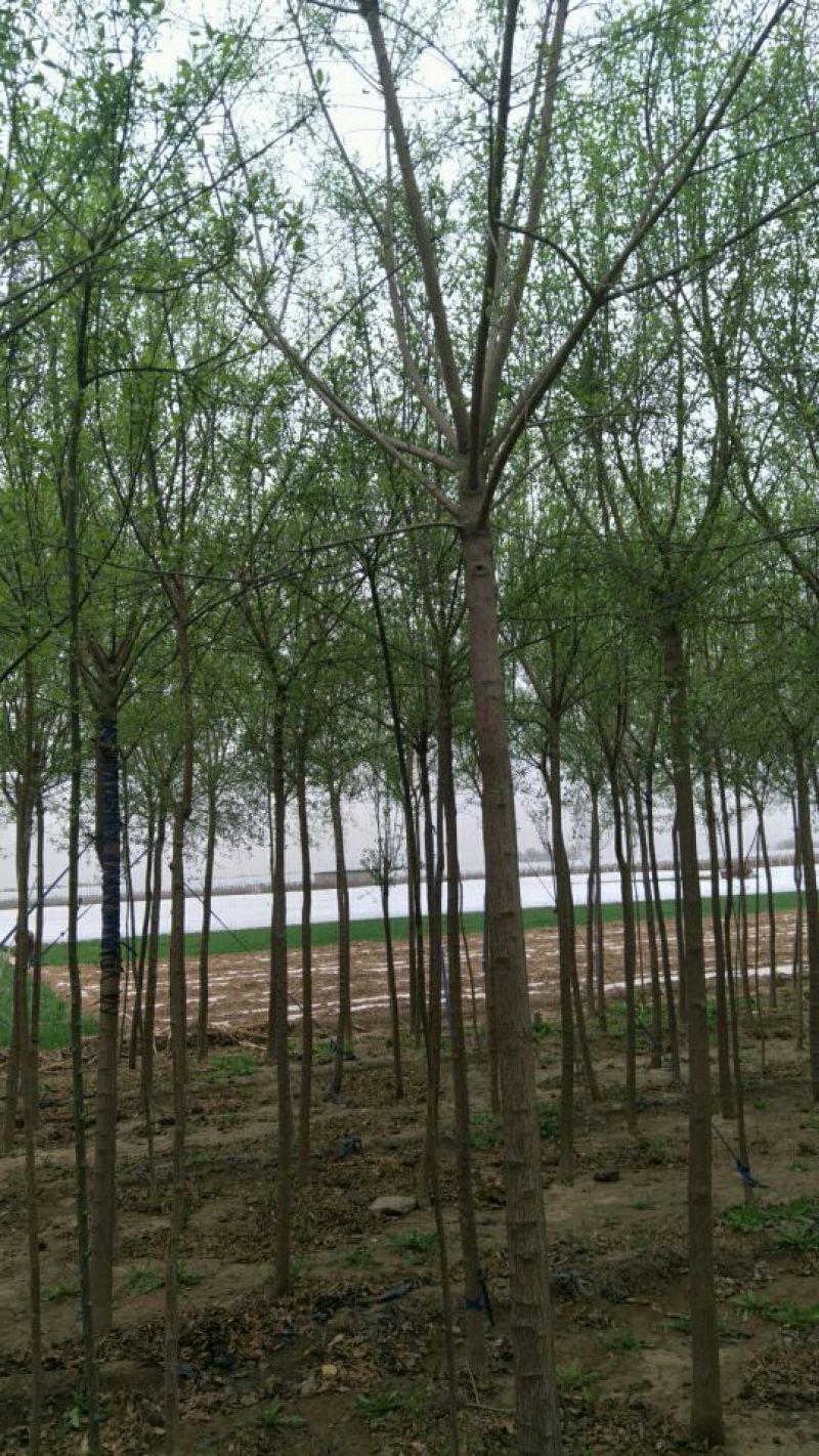 丝绵木10cm以下