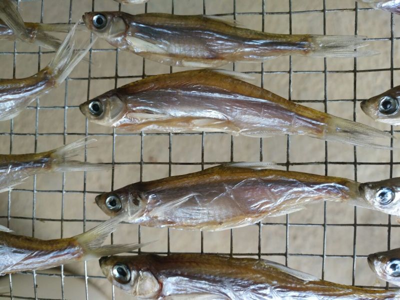 餐条鱼干日晒鱼干