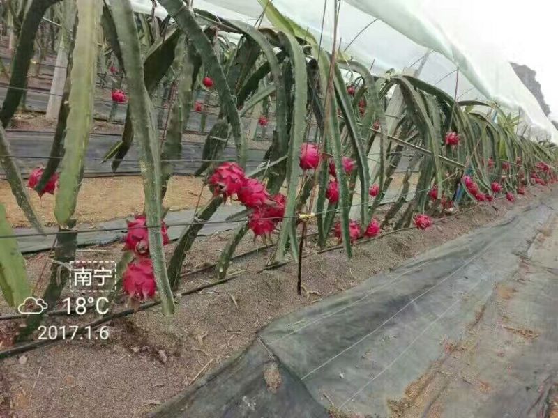 自花授粉软枝大红红心火龙果苗，大果品种，不裂果，适合采摘