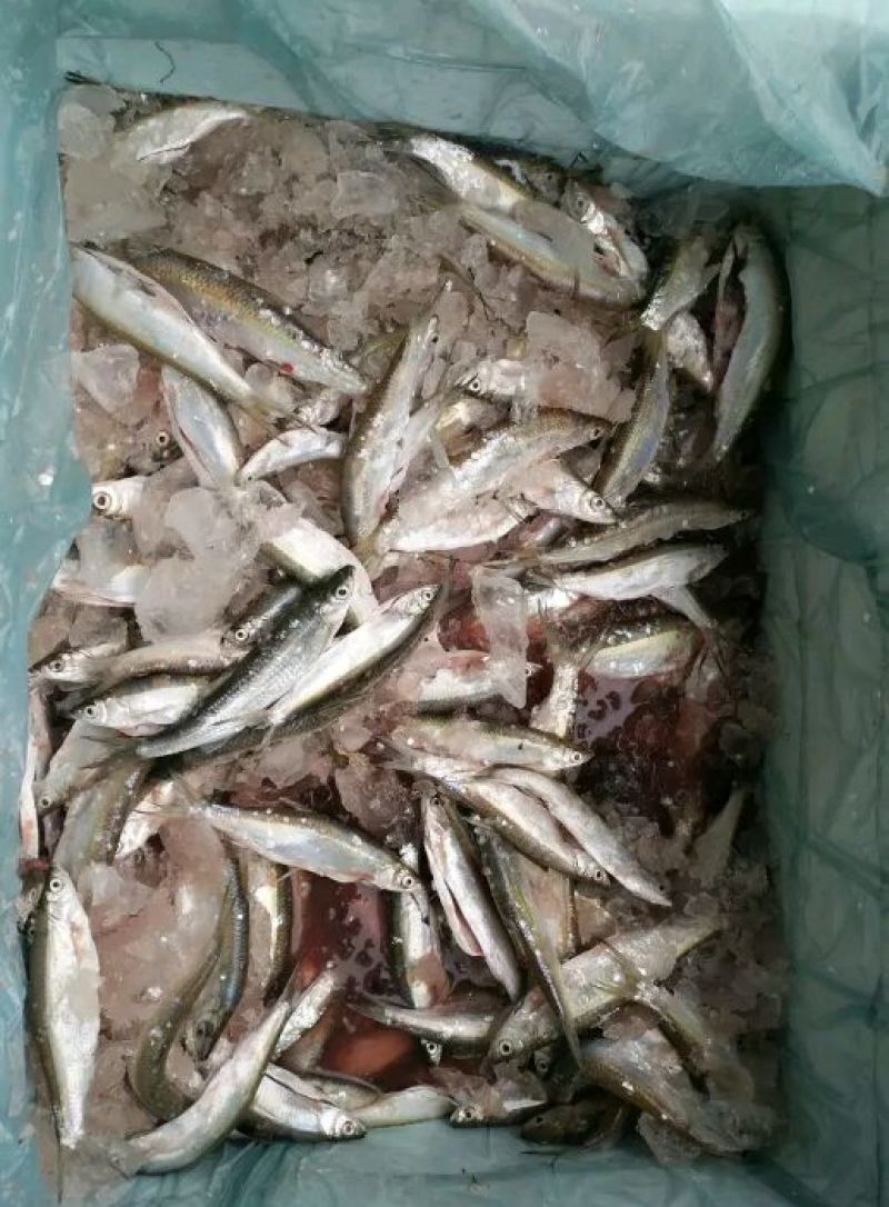 小白鱼