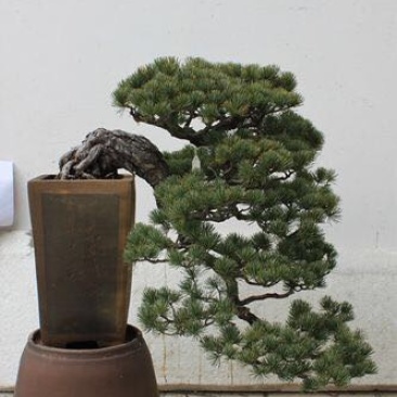 五针松盆景0.5~1m